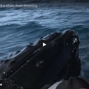 Saving a Whale From Drowning from a RIB